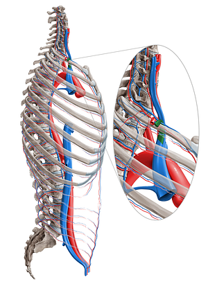 Subclavian vein (#10599)