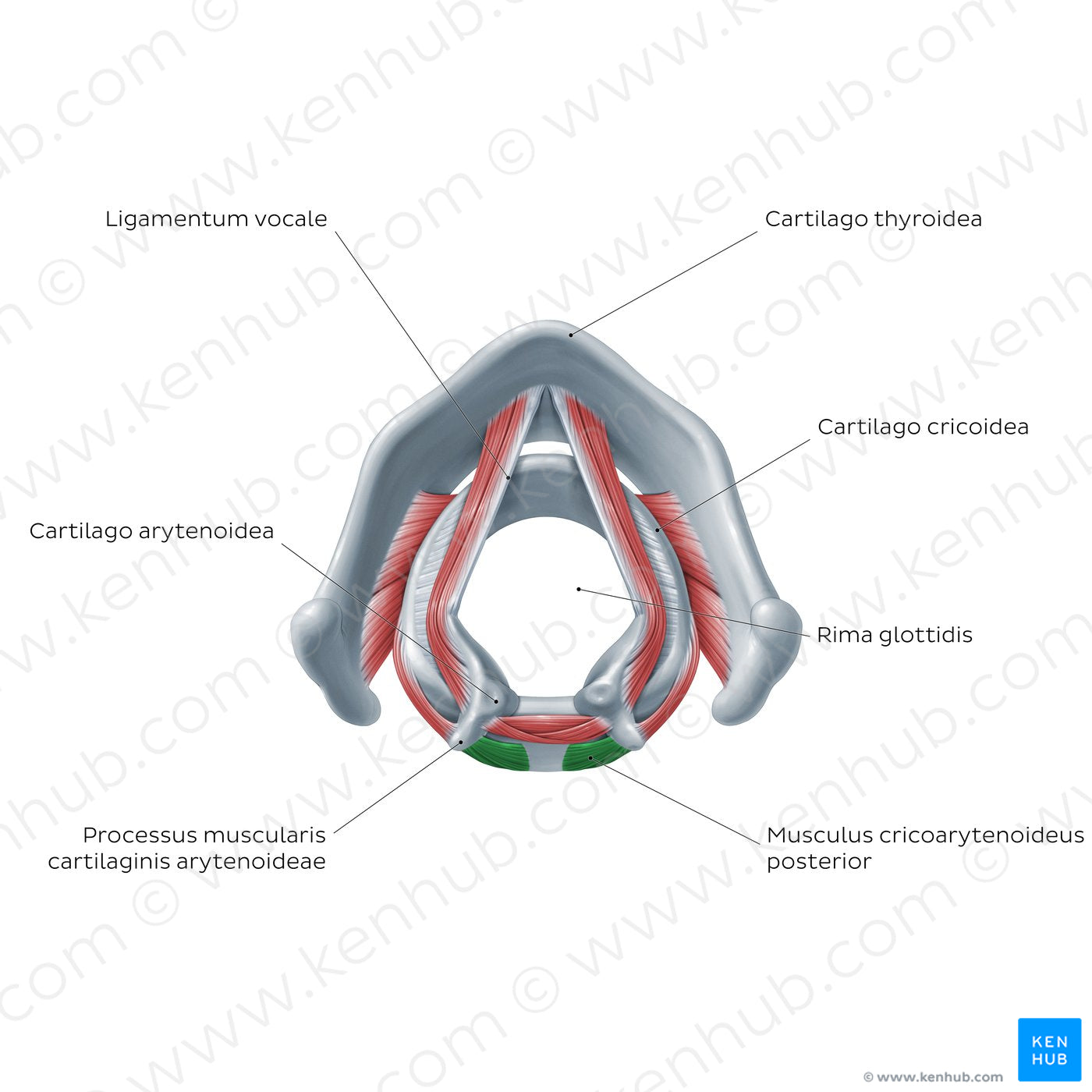 Larynx: action of posterior cricoarytenoid muscle (Latin)