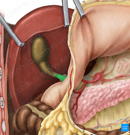 Hepatoduodenal ligament (#4542)