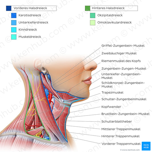 Triangles of the neck (German)