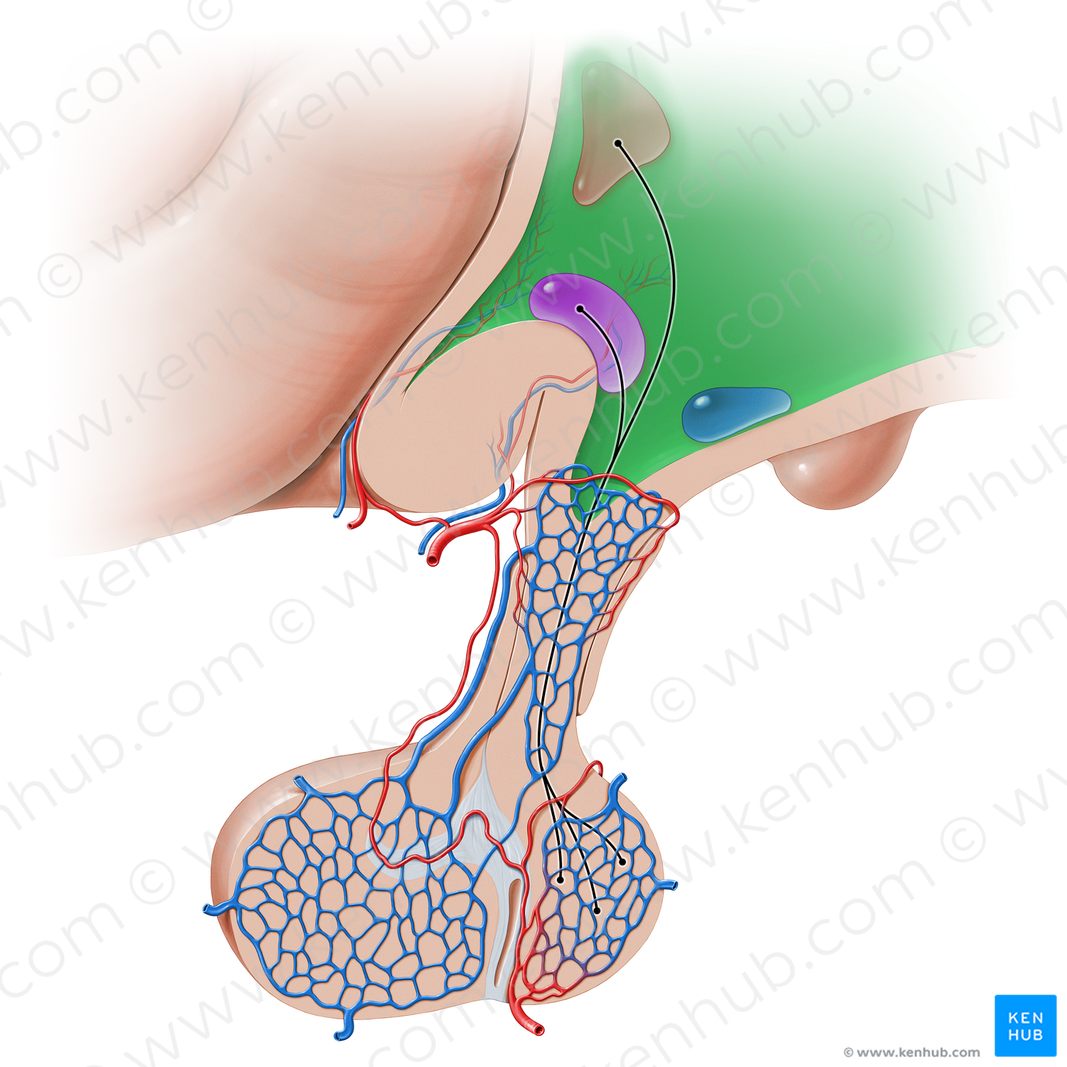 Hypothalamus (#16213)