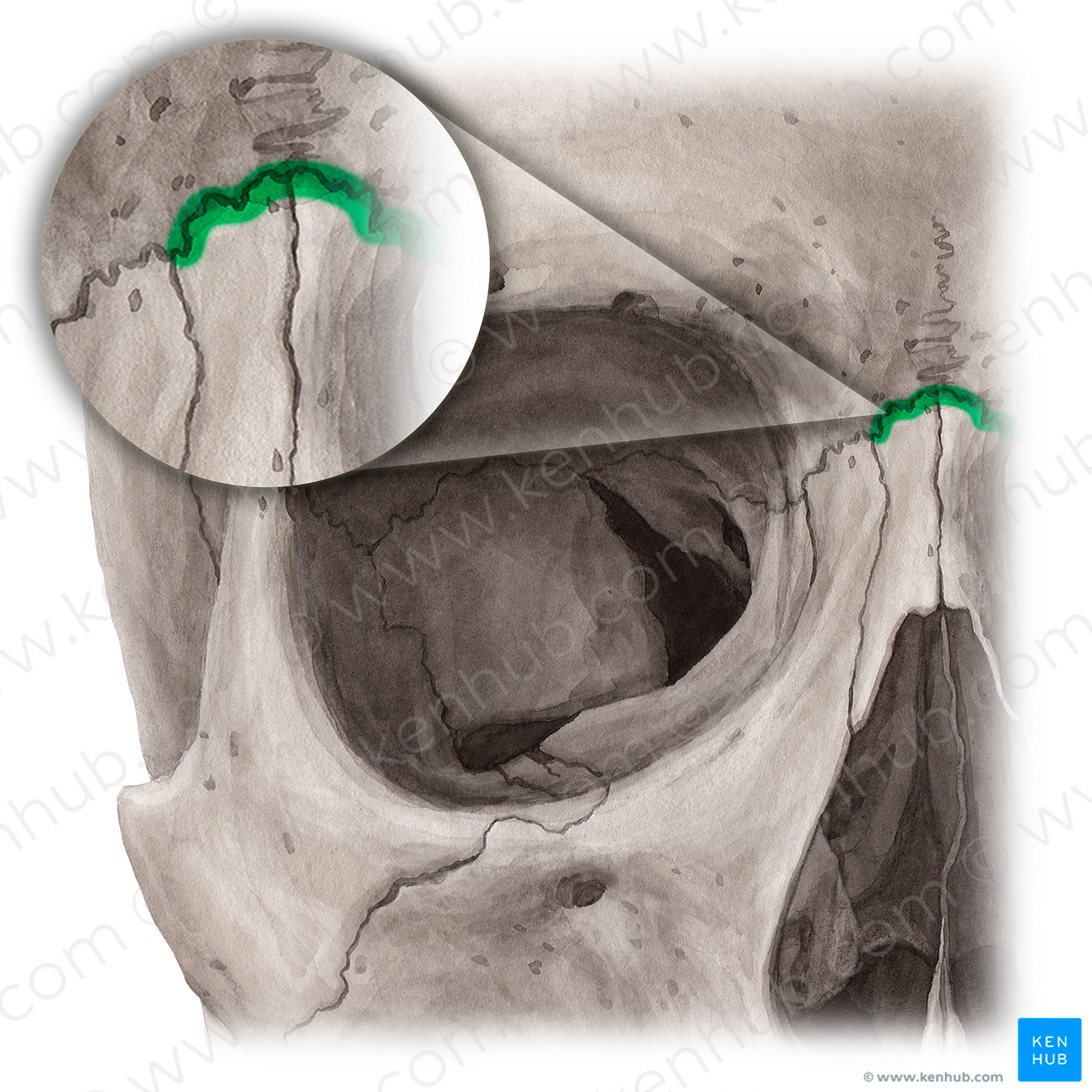 Frontonasal suture (#21455)