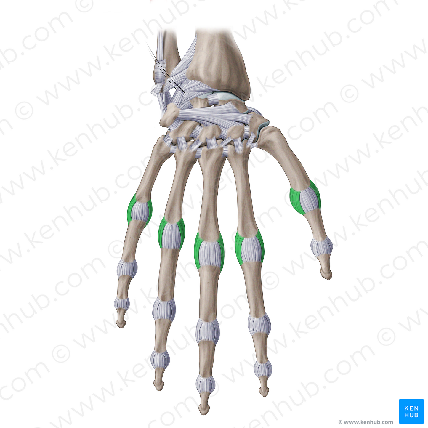 Proper collateral metacarpophalangeal ligaments (#20950)