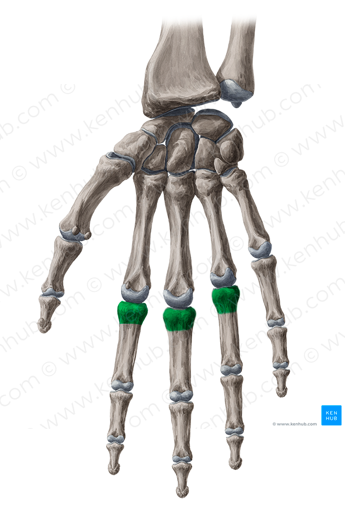 Bases of proximal phalanges of 2nd-4th fingers (#18603)