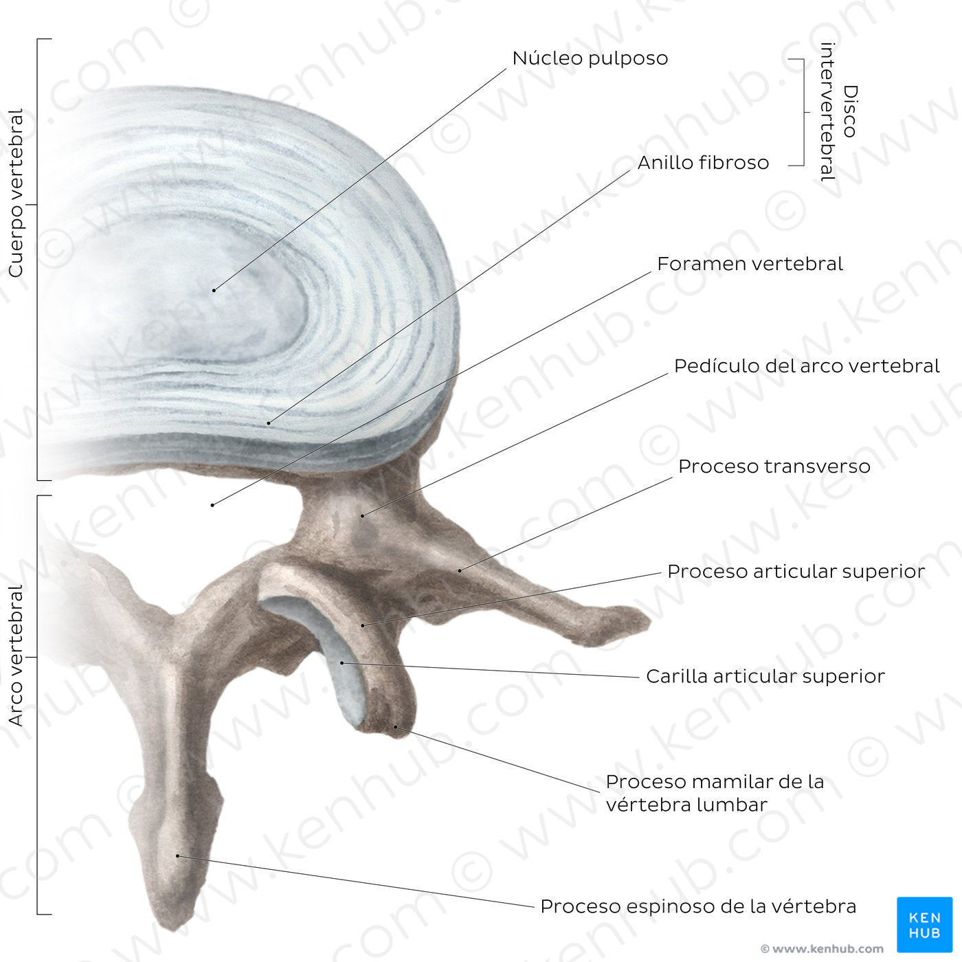 Typical lumbar vertebra (Spanish)