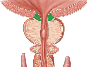 Internal urethral sphincter (#5988)