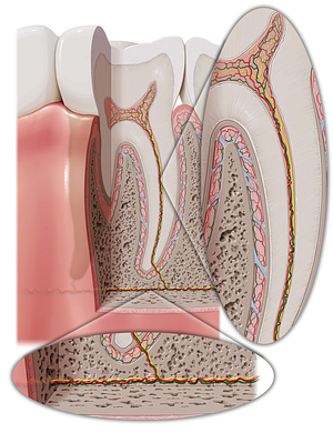 Dental veins (#10140)