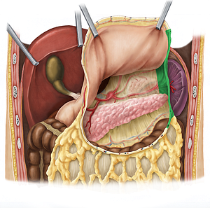 Gastrosplenic ligament (#4541)