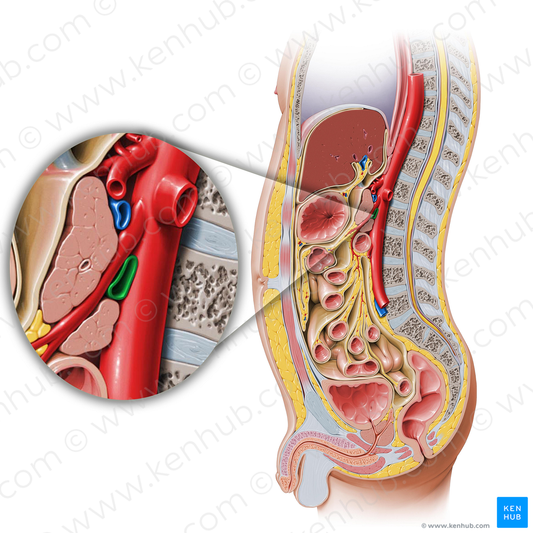 Left renal vein (#17912)