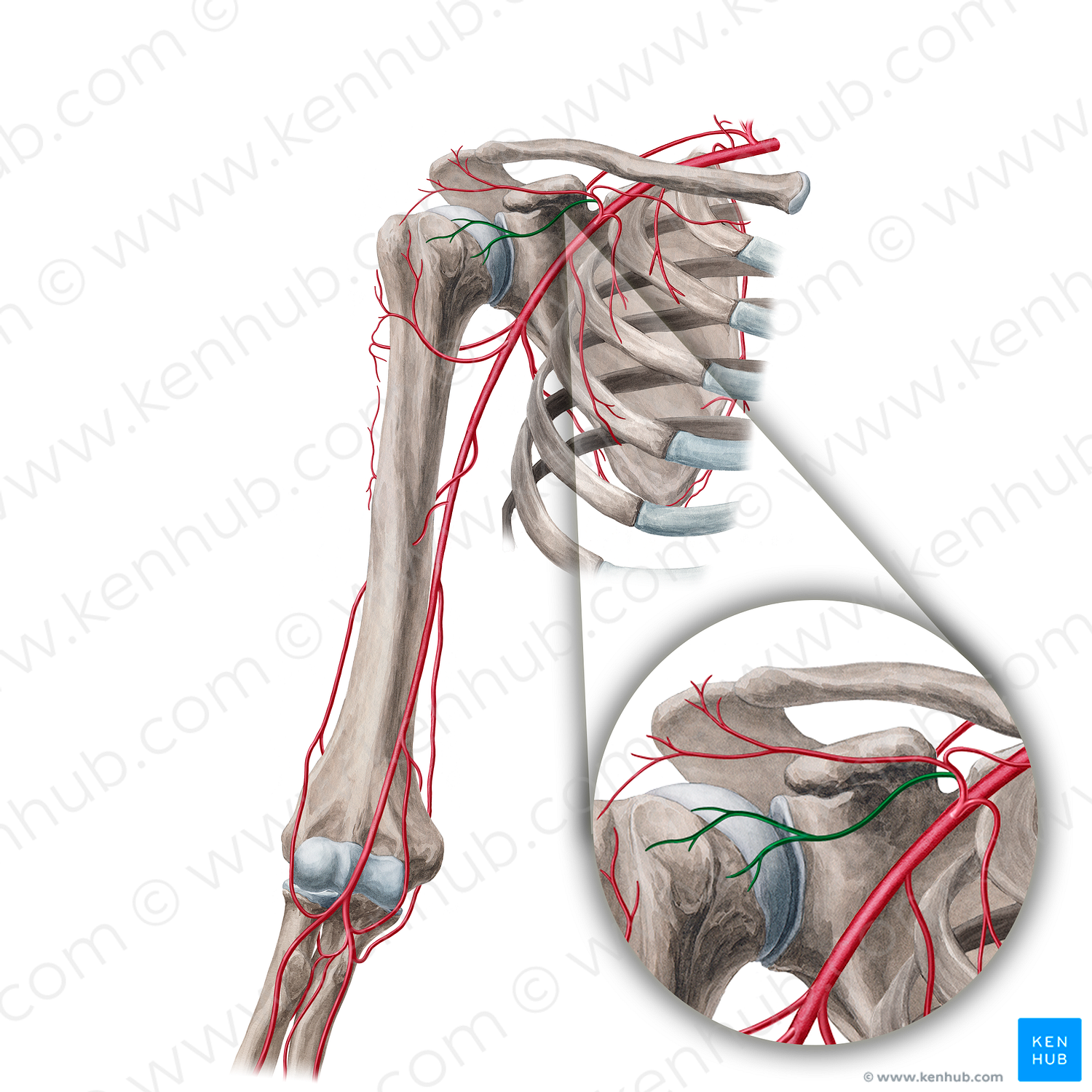 Deltoid branch of thoracoacromial artery (#18925)