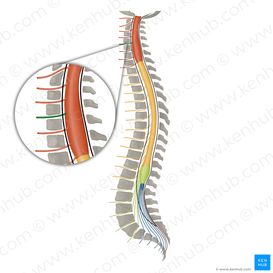 Spinal nerve C5 (#16094) – Kenhub Image License Store
