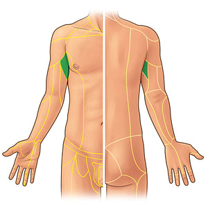 Intercostobrachial nerve (#21908)