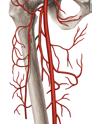 First femoral perforating artery (#1611)