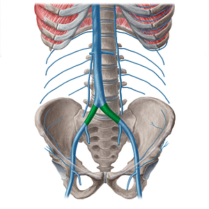 Common iliac vein (#21549)