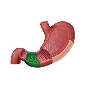 Pyloric part of stomach (#19999)