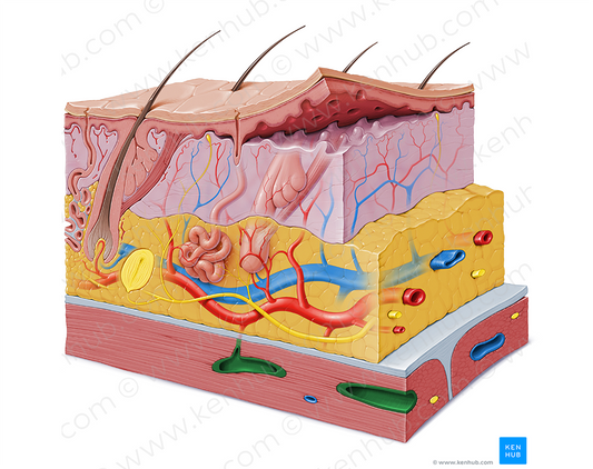 Intramuscular artery (#1463)