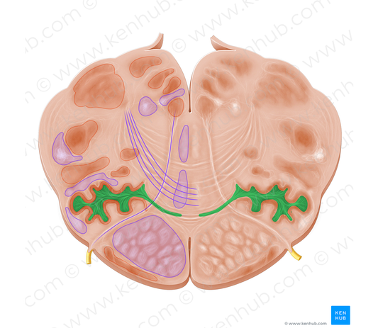 Olivocerebellar tract (#9526)