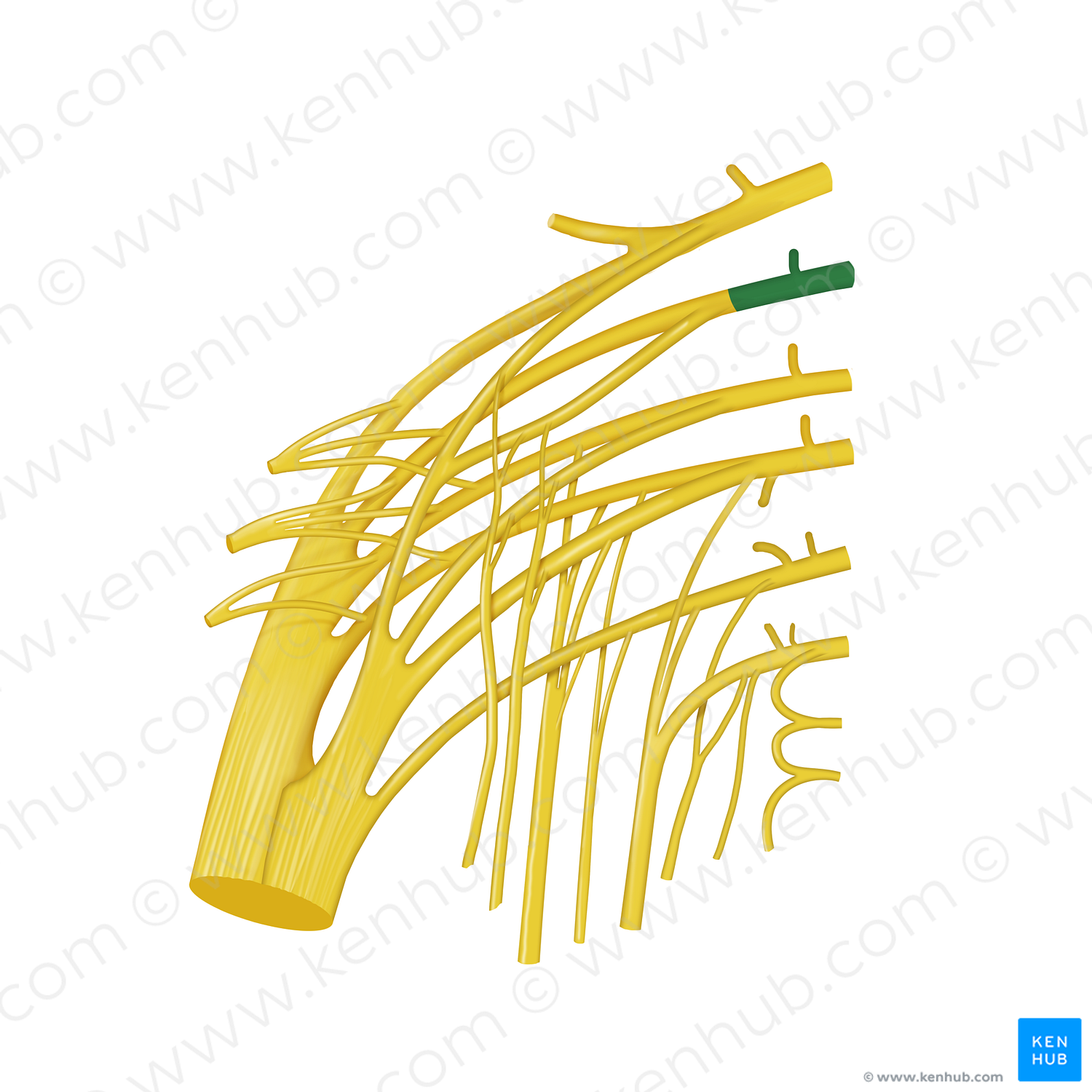 Spinal nerve L5 (#12824)
