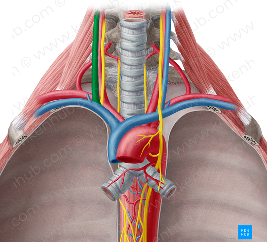 Right internal jugular vein (#10371)