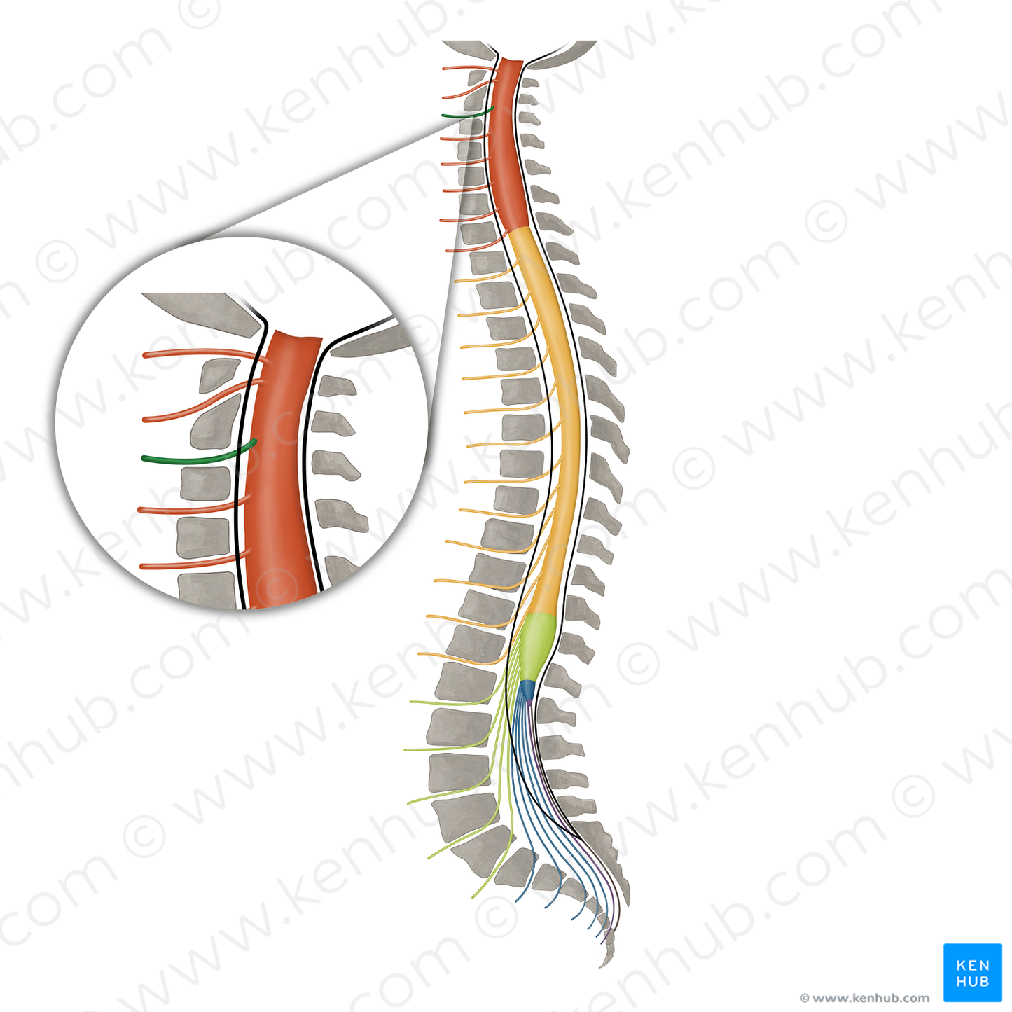 Spinal nerve C3 (#16090)