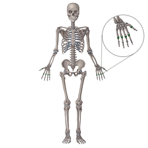 Metacarpophalangeal joints (#2060)