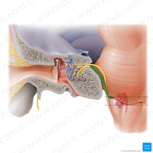 Vestibulocochlear nerve (#6907)