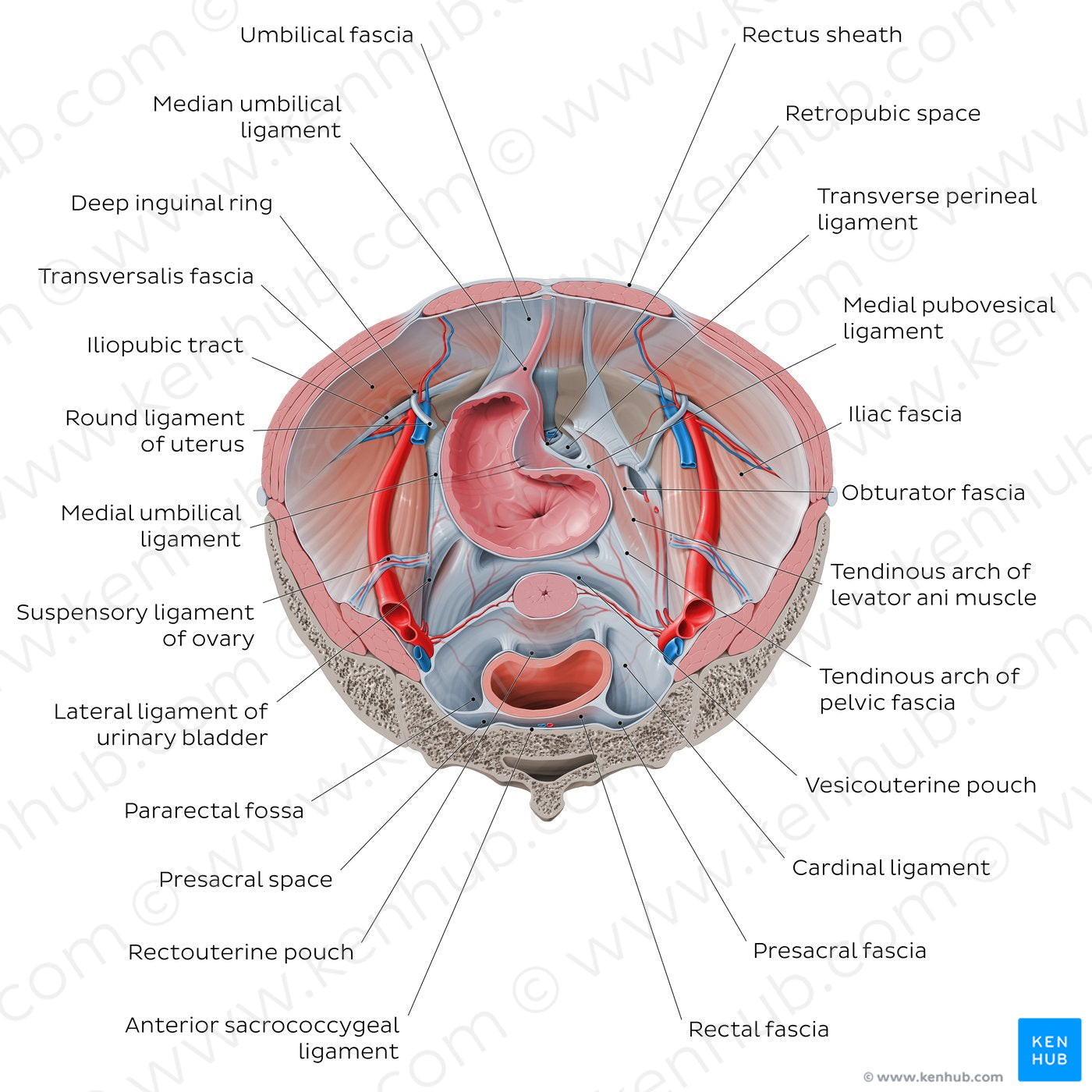 Superior view of the female pelvis: Fascias and ligaments (English)