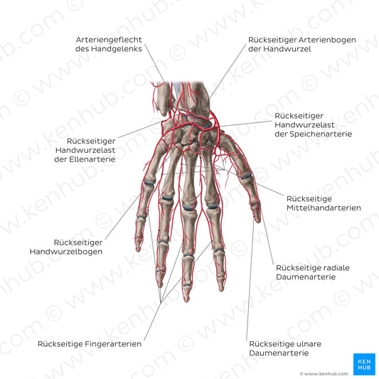 Arteries of the hand: Dorsal view (German)