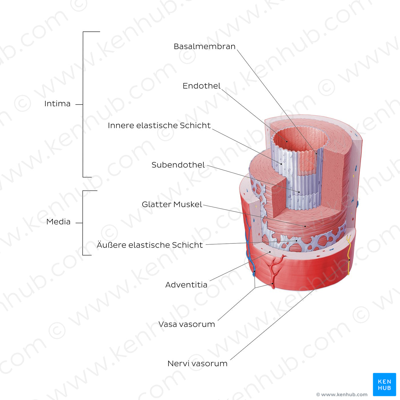 Structure of blood vessels: Artery (German)