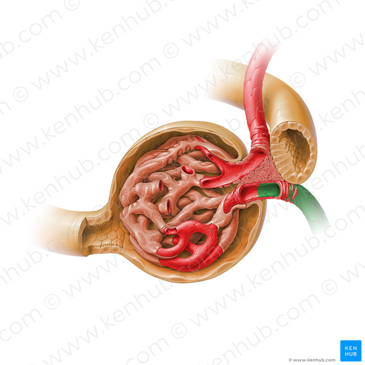 Efferent glomerular arteriole of renal corpuscle (#17917)