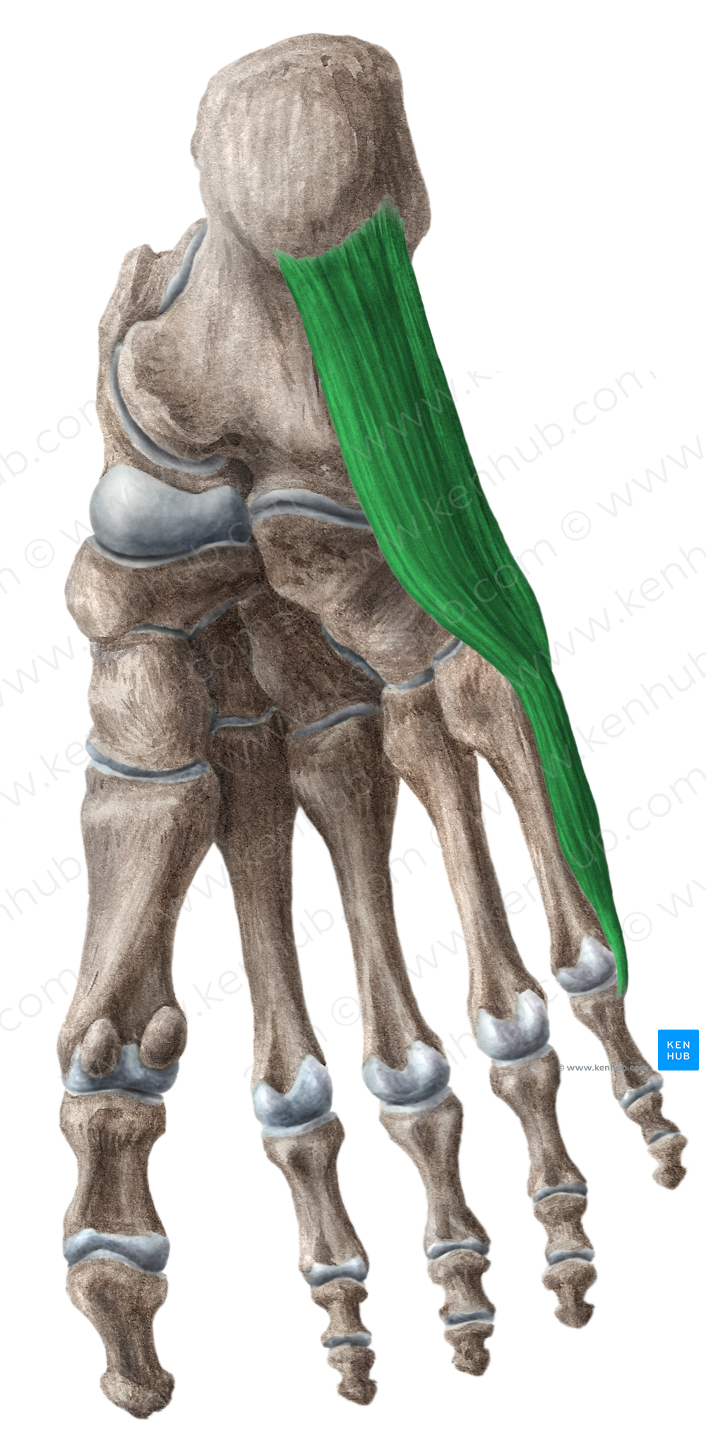 Abductor digiti minimi muscle of foot (#5166)
