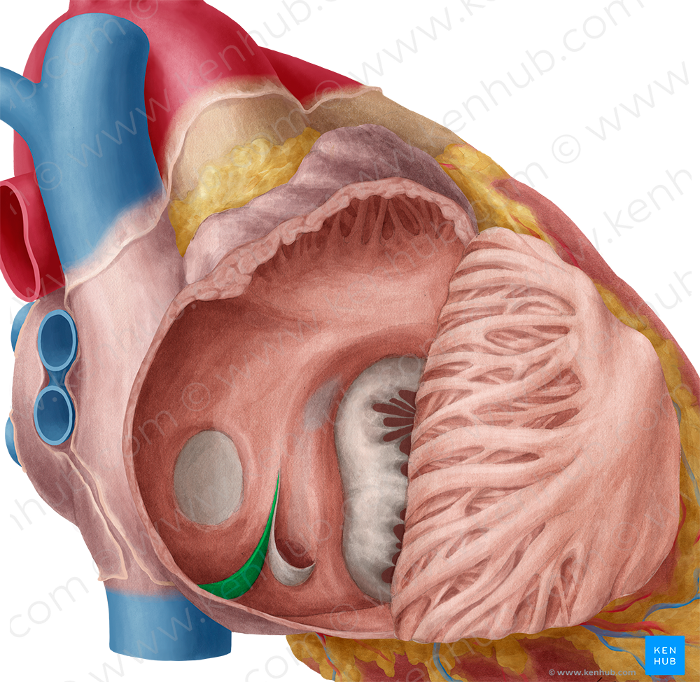 Valve of inferior vena cava (#9929)