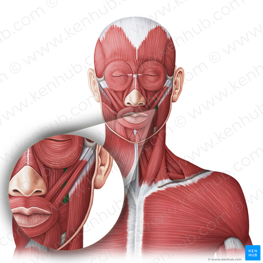 Levator anguli oris muscle (#20016)