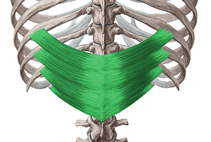Serratus posterior inferior muscle (#5957)