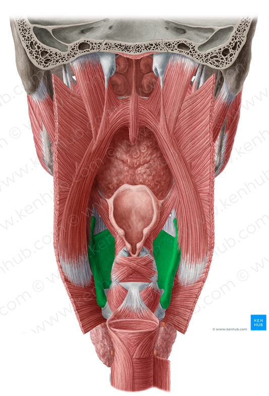 Thyroid cartilage (#2507)