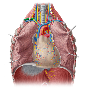 Right subclavian artery (#1823)