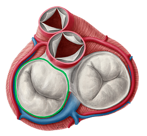 Fibrous ring of left atrioventricular valve (#674)