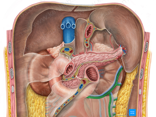 Left colic artery (#1061)