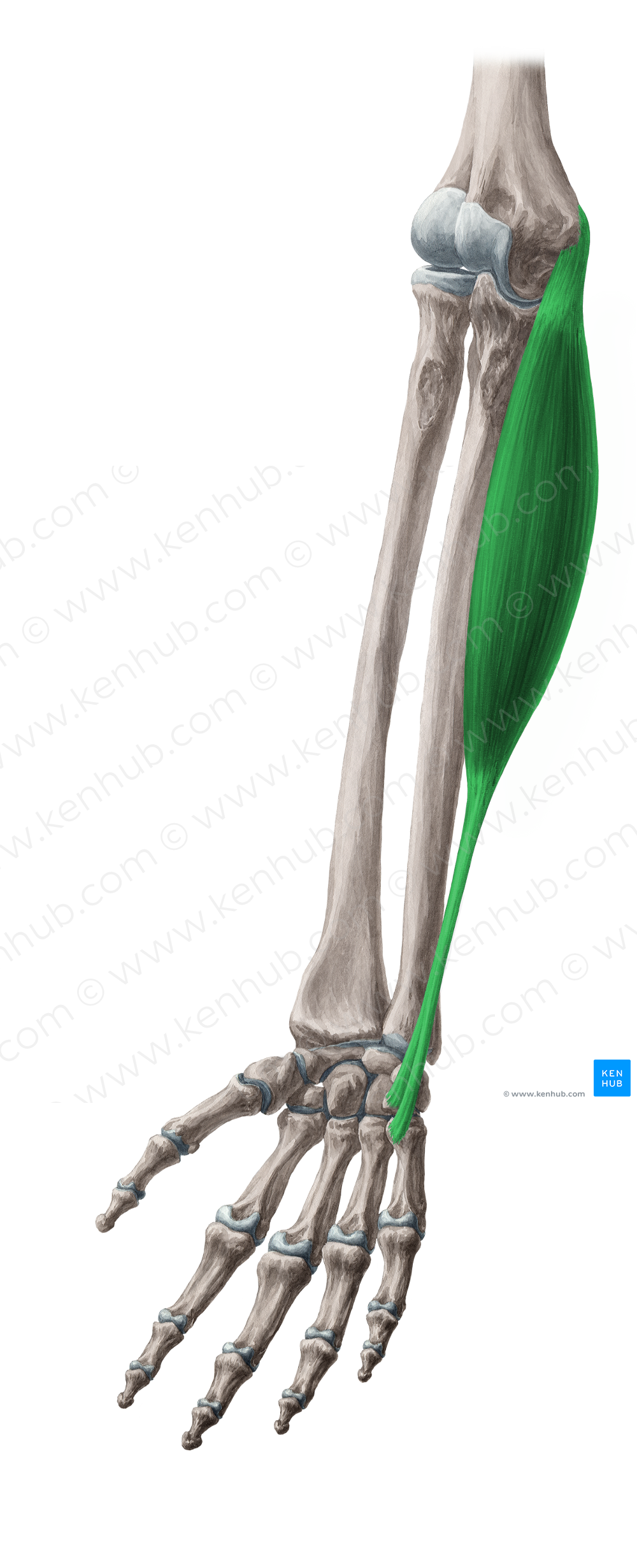 Flexor carpi ulnaris muscle (#5352)