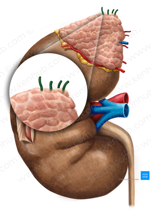 Superior suprarenal arteries (#1218)