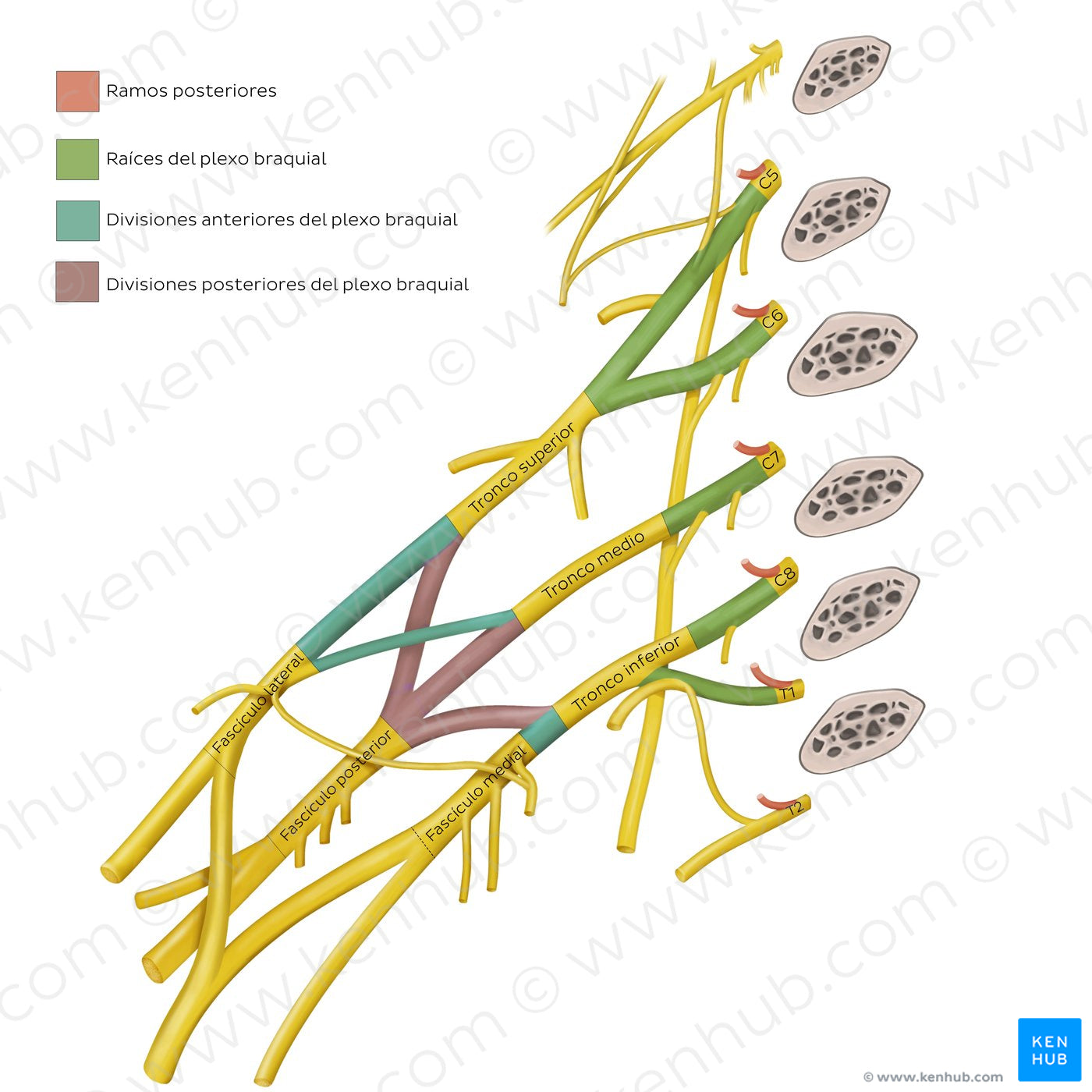 Brachial plexus: overview (Spanish)