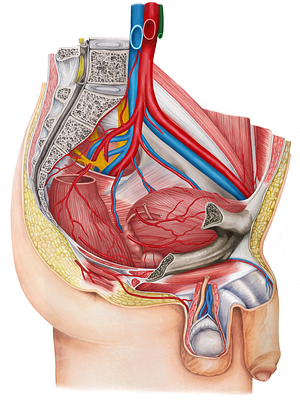 Inferior mesenteric artery (#1519)