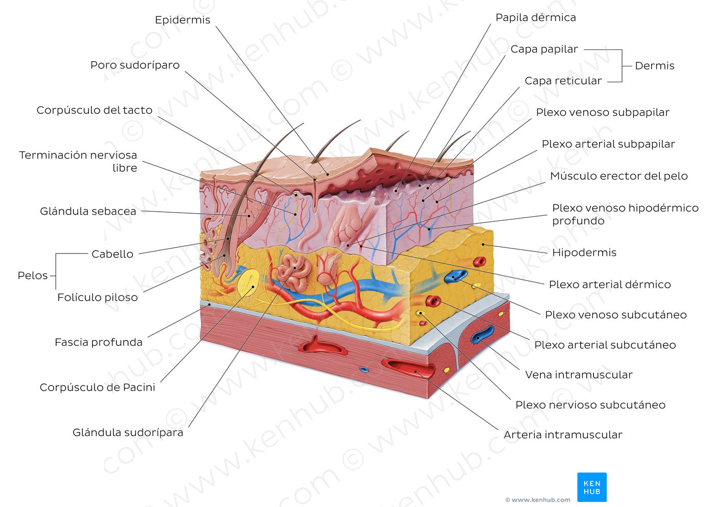 Integumentary system (Spanish)