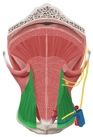 Hyoglossus muscle (#5442)