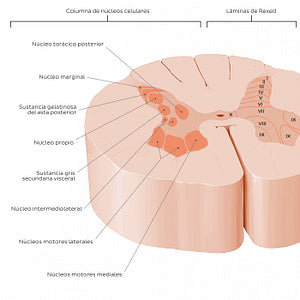 Spinal cord: Cross section (Gray matter) (Spanish)