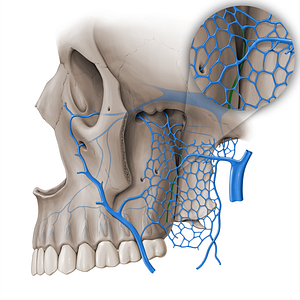 Greater palatine vein (#18451)