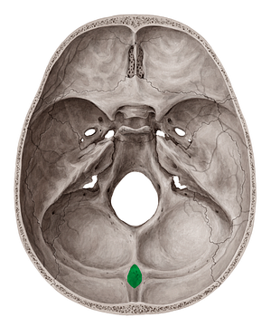 Internal occipital protuberance (#8392)