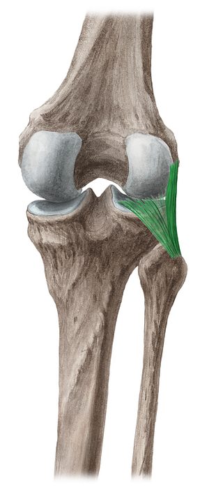 Arcuate popliteal ligament (#4598)
