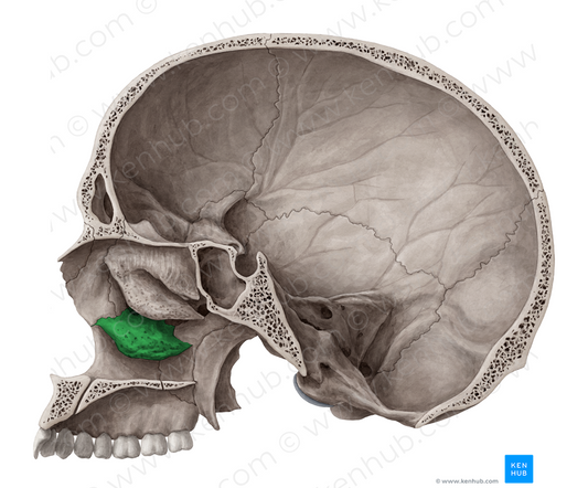 Inferior nasal concha (#2787)