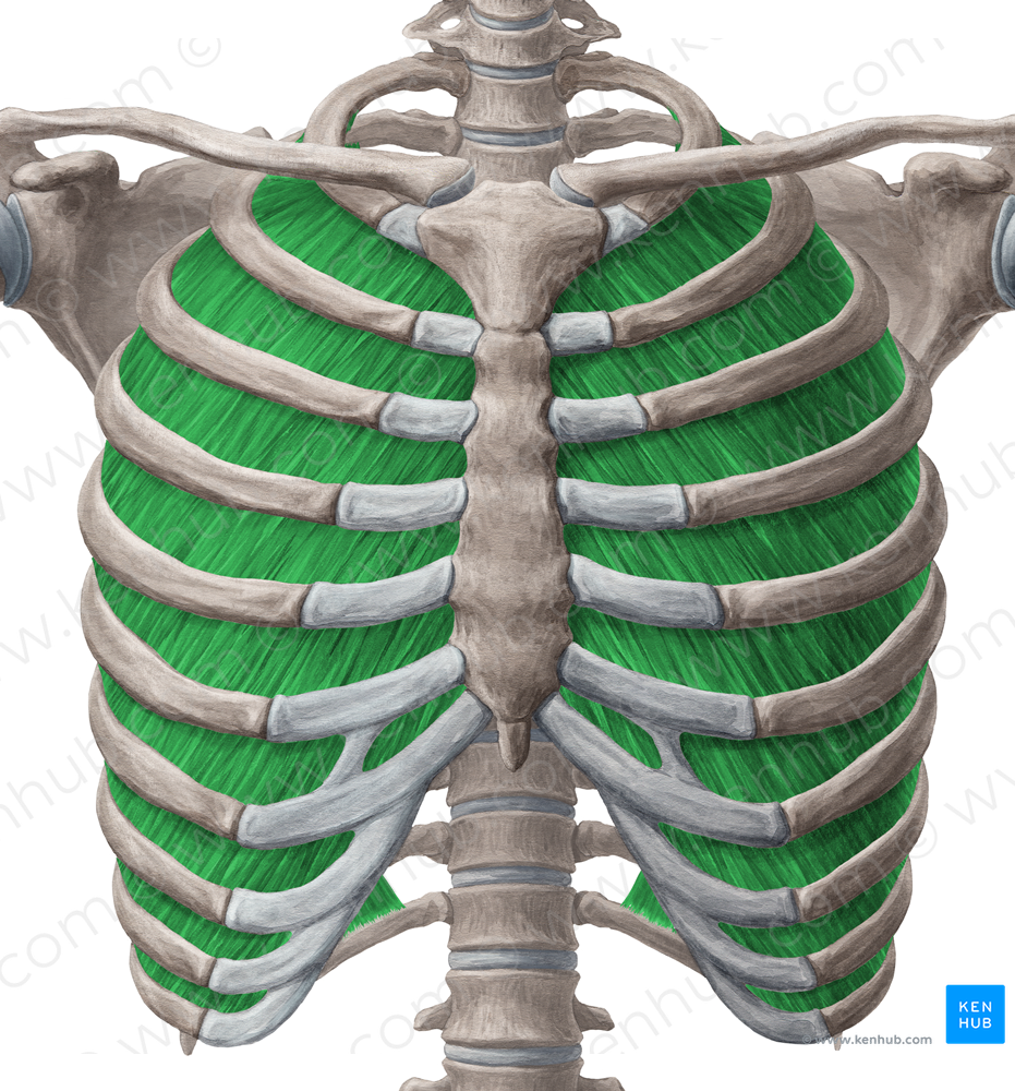 Internal intercostal muscles (#5126)